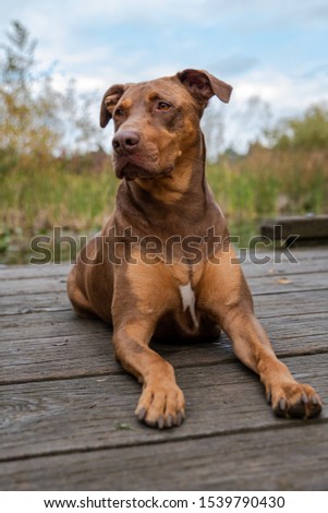 Doberman mix dog laying on a wood dock, lookup up adoringly, in a park
