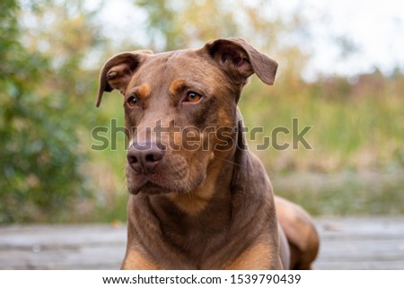Doberman mix dog laying on a wood dock, lookup up adoringly, in a park
