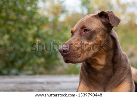 Doberman mix dog laying on a wood dock, lookup up adoringly, in a park
