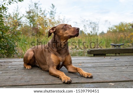 Doberman mix dog laying on a wood dock, lookup up adoringly, in a park
