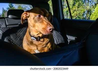 Doberman Mix Dog Riding In The Backseat Of A Car, Dog Seat Protector
