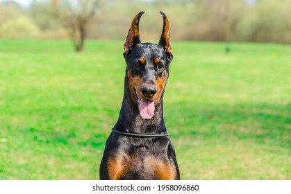 Doberman on the meadow where walking and training