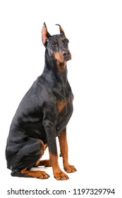 Doberman On White Background