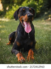 Doberman Pet Dog, Purebred Dog 