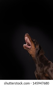 Doberman Pincher On Black Background Is Barking And Showing Teeth