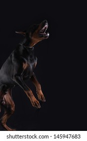 Doberman Pincher On Black Background Is Jumping And Barking