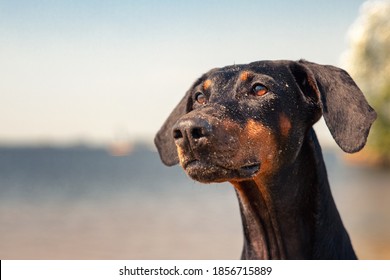 Doberman Pincher On The Water