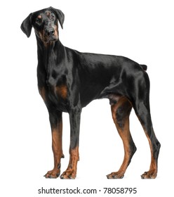 Doberman Pinscher, 13 months old, standing in front of white background