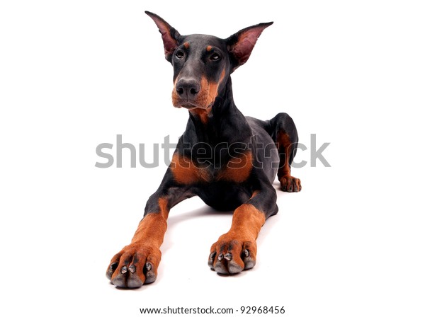 doberman pinscher 4 months old