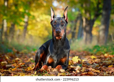 Doberman Pinscher Dog