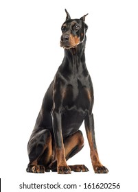 Doberman Pinscher dog cropped ears sitting, isolated on white