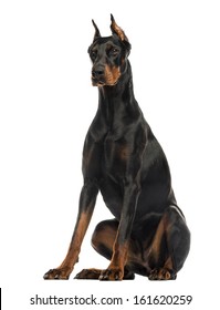 Doberman Pinscher dog cropped ears sitting, isolated on white