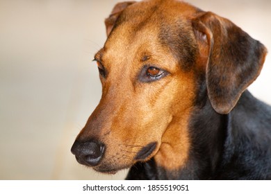 A Doberman Pinscher dog looking thoughtful - Powered by Shutterstock