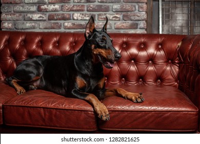 Doberman Pinscher. Dog on a brown background. Dog lies on the leather sofa. Domestic animal