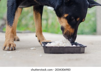 A Doberman Pinscher Dog Puppy Eats Rice With Meat. Black Plastic Container With Dog Food. Pet. Selective Focus.