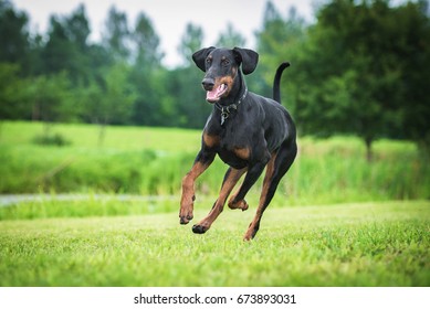 Doberman pinscher dog running