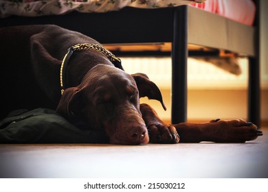 Doberman Pinscher Dog Sleeping