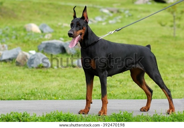 79+ Doberman Pinscher Dog Breed