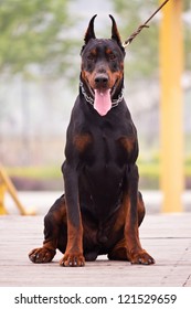 The Doberman Pinscher, A Guard Dog