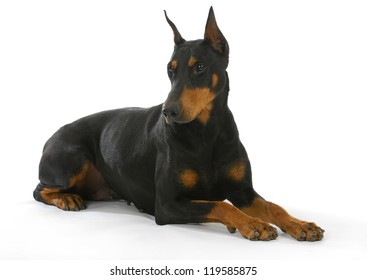 doberman pinscher laying down isolated on white background