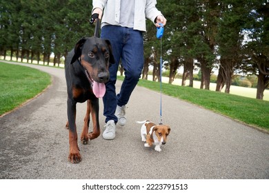 Doberman Pinscher and Miniature Dachshund puppy dogs on a walk in park with owner - Shutterstock ID 2223791513