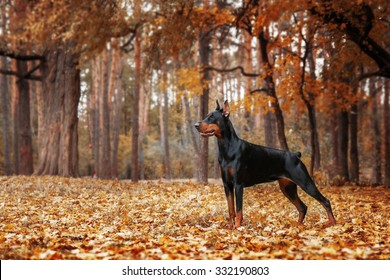 Doberman Pinscher on the background of autumn trees