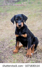 are doberman ears natural