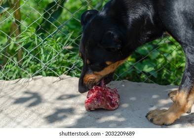 A Doberman Pinscher puppy chewing on a bone in the street. The young animal enjoys nibbling on a raw bone in the backyard. A sunny summer day. Pets. - Powered by Shutterstock