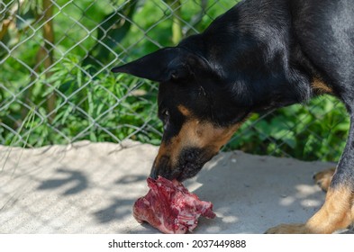 A Doberman Pinscher puppy chewing on a bone in the street. The young animal enjoys nibbling on a raw bone in the backyard. A sunny summer day. Pets. - Powered by Shutterstock