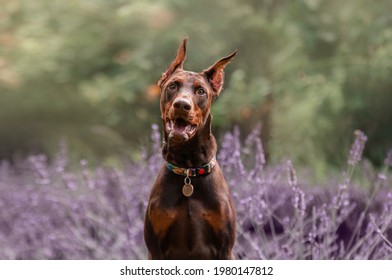 Doberman Pinscher Sitting In Lavender