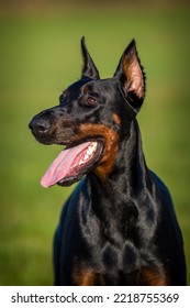 Doberman Portrait On The Meadow 