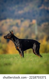 Doberman Portrait On The Meadow 