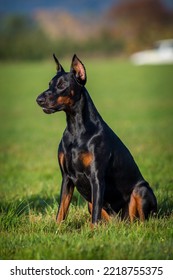 Doberman Portrait On The Meadow 