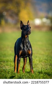 Doberman Portrait On The Meadow 