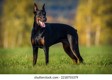 Doberman Portrait On The Meadow 