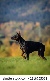 Doberman Portrait On The Meadow 