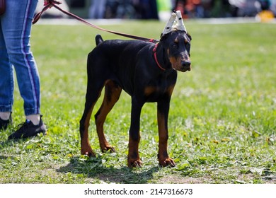 doberman puppy with cropped ears in the park in summer. High quality photo