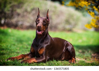  Doberman Puppy Fun