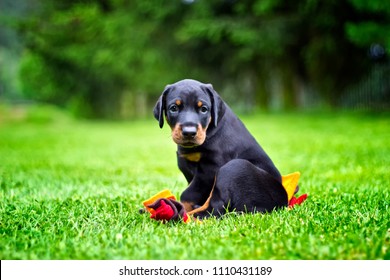 Doberman puppy in grass. Puppy of doberman sits on the green grass. He is black and brown and so cute. 