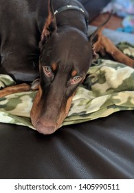 Doberman Puppy Laying Down On Couch