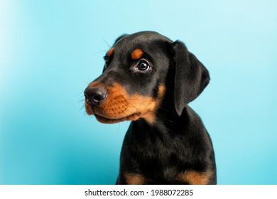 Doberman puppy on a blue background. Doberman Pinscher in front on blue background. Cute black puppy on a blue background. Pedigree dog. Doberman.