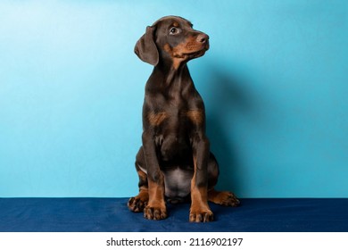 Doberman puppy on a blue background. Puppy looks at the camera in a photo studio. Place for your text. Portrait of dog on blue background. pet studio shot