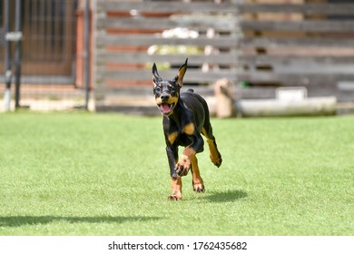 Doberman Puppy Playing With Dog Run