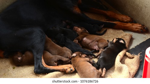 Doberman Puppy Sleeping With Mother