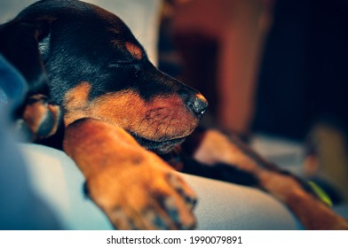 Doberman Puppy Sleeping	On The Couch .