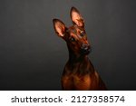 Doberman puppy studio portrait. Shot on a storm gray backdrop. Single light Neewer SK400 Nikon 50mm lens. Doberman Malamute mix puppy.