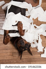 Doberman rolling around in toilet paper and making a mess.  
