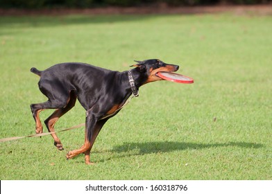 Doberman Running With Disk