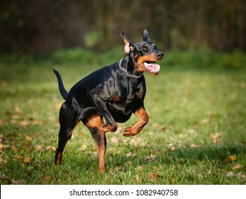 Doberman Running On The Field