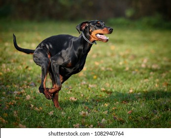 Doberman Running On The Field